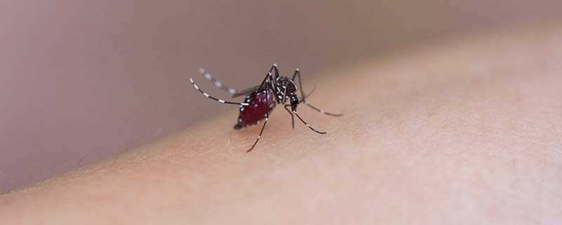 蚊子怕风油精的味道吗 风油精可以驱蚊吗可以防蚊子吗 生活