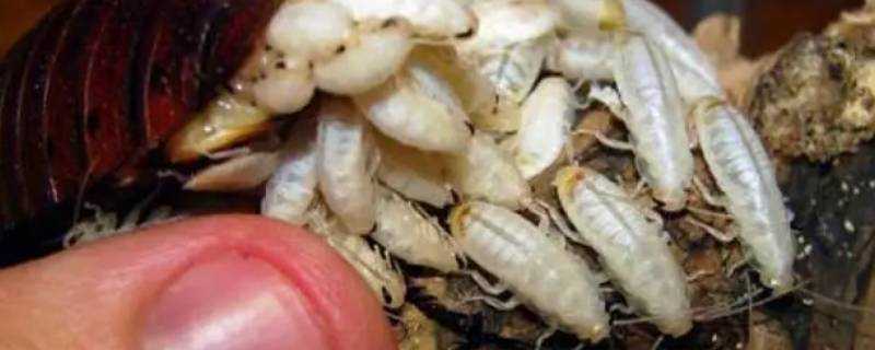 蟑螂虫卵什么样子 生活
