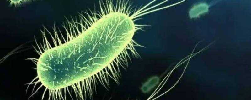 细菌长什么样 生活