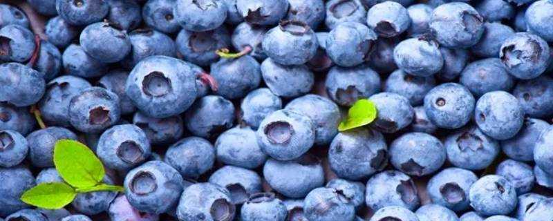 佳沃蓝莓是进口还是国产 生活