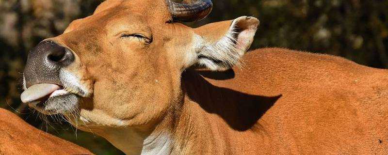 牛的舌头有什么用处 生活