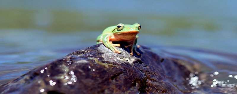 蛙鸣一般在几月 蛙鸣是什么季节 生活