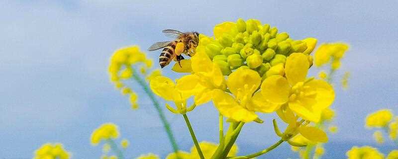 怎么找野生蜜蜂的位置 在野外怎么寻找蜜蜂 生活